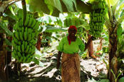 Farmer with her Banana Crop